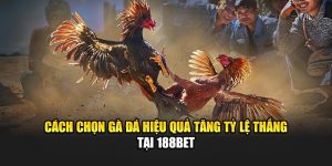 Cách Chọn Gà Đá Hiệu Quả Tăng Tỷ Lệ Thắng Tại 188Bet